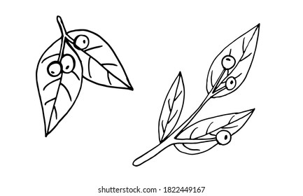 Plant branches and leaves. Hand drawn doodle illustration isolated on white background. Vector elements. Natural template for autumn design, print, greeting card, sticker pack