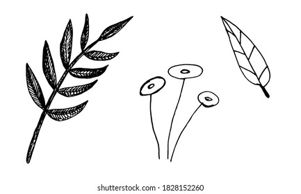 Plant branches and leaves. Hand drawn doodle illustration isolated on white background. Vector elements. Natural template for autumn design, print, greeting card, sticker pack