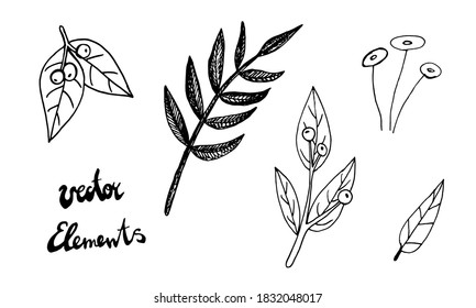 Plant branches and leaves. Hand drawn doodle illustration isolated on white background. Vector elements. Natural template for autumn design, print, greeting card, sticker pack