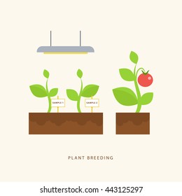 Plant breeding. Vector scene in flat style. Perfect for agricultural or scientific brochures, infographic, other materials.