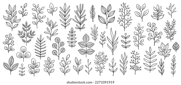 Plant brunches doodle illustration including different tree leaves. Hand drawn cute line art of forest flora - eucalyptus, fern, berries, blueberries. Outline rustic botanical drawing for coloring