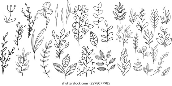 Plant brunches doodle illustration including different tree leaves. Hand drawn cute line art of forest flora - eucalyptus, fern, berries, blueberries.