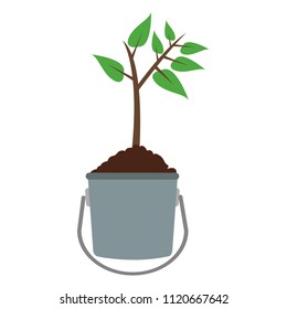 Plant in bucket