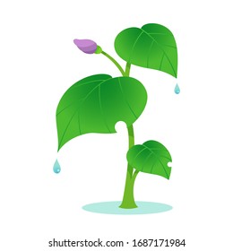 Planta aislada en fondo blanco