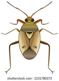 plant bug vector drawing on isolated white background object icon sign logo cartoon abstract art illustration harmful insect animal living on surface of tree leaf causing crop damage pest control
