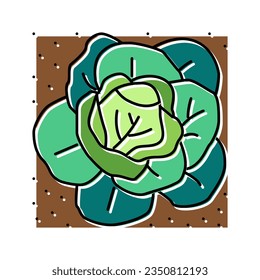 plant cabbage growing on farmland color icon vector. plant cabbage growing on farmland sign. isolated symbol illustration