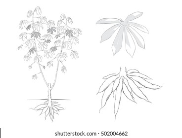plant cassava draw