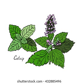 The Plant Catnip, Color