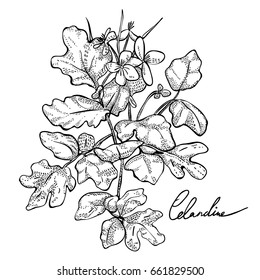 The plant is celandine, monochrome