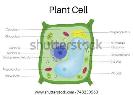 plant cell