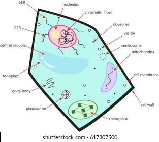 Plant cell anatomy