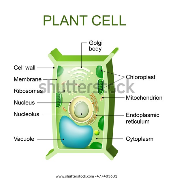 Plant cell\
anatomy. Cross section of a plant\
cel