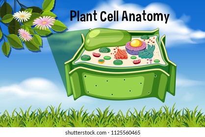 Plant Cell Anatomy Diagram Illustration