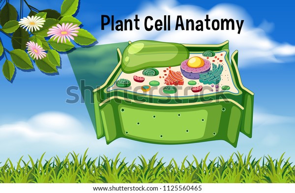 Plant Cell Anatomy Diagram Illustration Stock Vector (royalty Free 