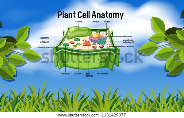 Plant Cell Anatomy Nature Illustration Stock Vector (Royalty Free ...