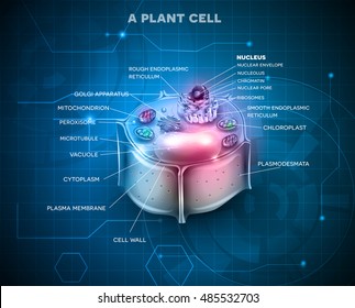 Plant Cell Anatomy Scientific Background