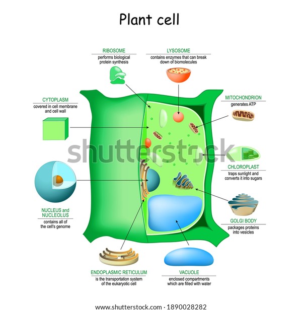 Plant cell\
anatomy structure. Close-up of Organelles of a plant cell.\
Educational infographic. Vector\
illustration