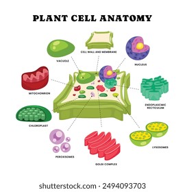 Plant cell anatomy structure with organelles. Anatomy of Plant cell cross section. Cell biology. Nucleus, Smooth and Rough endoplasmic reticulum, Golgi apparatus, Mitochondria and Chloroplast.