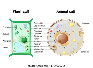 Plant Cell and Animal cell structure. cross section and anatomy of cell. Biology Chart. Vector illustration on a white background. detailed diagram for use in education