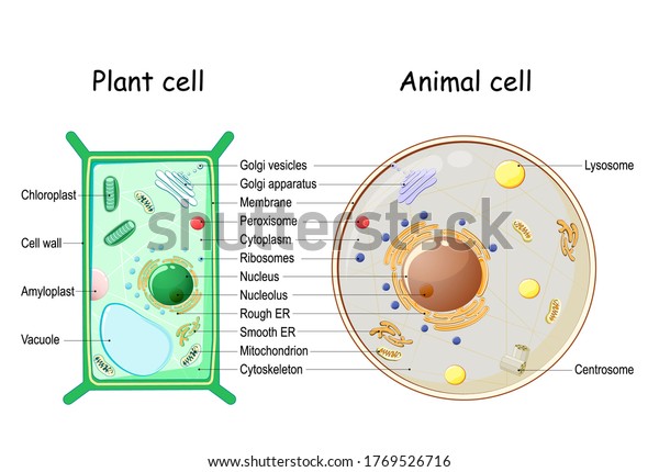 Plant Cell and Animal cell\
structure. cross section and anatomy of cell. Biology Chart. Vector\
illustration on a white background. detailed diagram for use in\
education