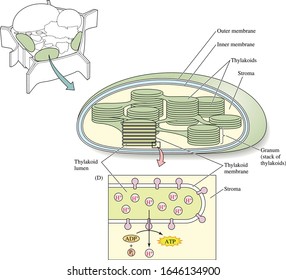 Plant cell and chloroplast structure with titles