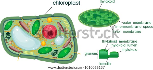 Plant cell and
chloroplast structure with
titles