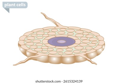 Plant cell cross-section with nucleus and wall. Cross-section diagram of plant cells structure with nucleus and cell wall in educational biology illustration.

