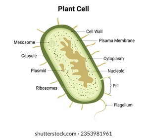 Plant Cell Design Vector Illustration