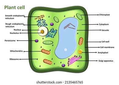 484 Chloroplast Mitochondria Images, Stock Photos & Vectors | Shutterstock