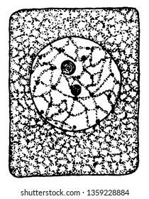La división de células vegetales es un citoplasma separado, se empiezan a dividir dos células separadas unas de otras, se dibujan líneas vintage o se graban ilustraciones.