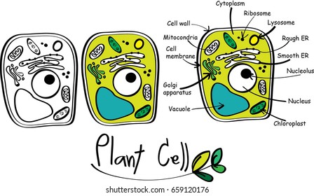 Plant Cell Doodle Vector.