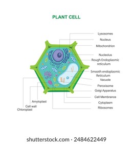 A plant cell is a eukaryotic cell with a cell wall, chloroplasts for photosynthesis, a large central vacuole, and other organelles found in eukaryotes.Biological illustration.