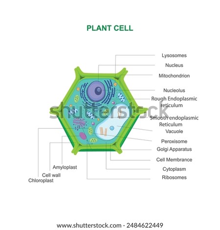 A plant cell is a eukaryotic cell with a cell wall, chloroplasts for photosynthesis, a large central vacuole, and other organelles found in eukaryotes.Biological illustration.