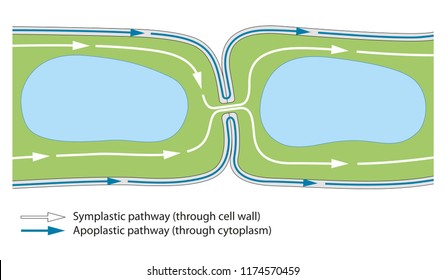 Plant cell. Plasmodesma