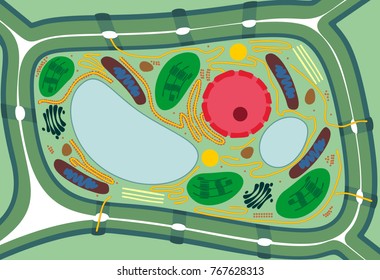 Plant Cell Structure