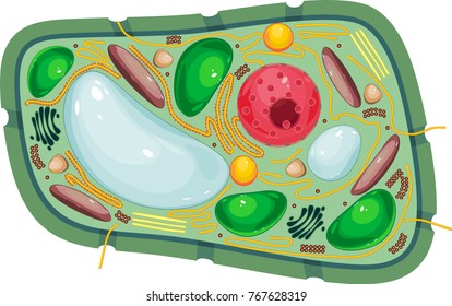 Plant Cell Structure