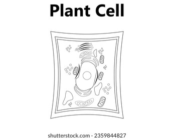 Plant cell structure, anatomy infographic diagram with parts flat vector illustration design for biology science education school book concept microbiology organism scheme labels of components