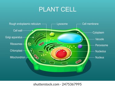  Plant cell structure. Anatomy of a tree leaf cell. Cross section of a plant cell. Isometric Flat vector illustration