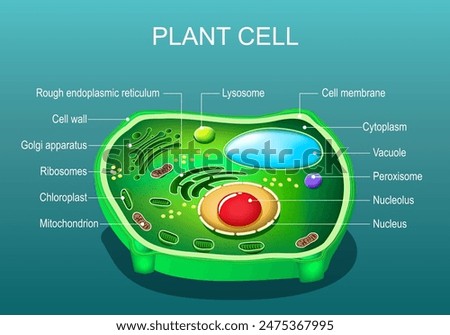  Plant cell structure. Anatomy of a tree leaf cell. Cross section of a plant cell. Isometric Flat vector illustration