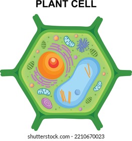 Plant Cell Structure Colorful Flat Vector Illustration