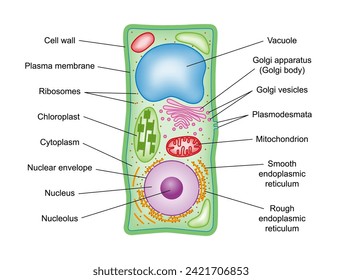 Estructura de células vegetales, sección transversal, con leyenda. 
Diagrama esquemático de los componentes de las células vegetales, eucariotes fotosintéticos, con términos técnicos en inglés. Ilustración aislada sobre blanco.