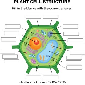 Plant Cell Structure Diagram Cross Section Stock Vector (Royalty Free ...