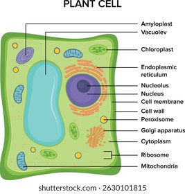 Plant cell structure with labels