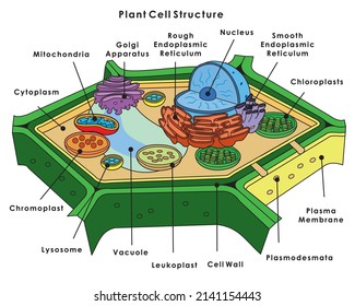 Plant Cell Structure Molecular Expressions Cell Stock Vector (Royalty ...