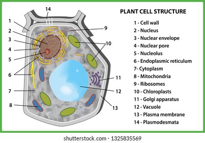 95 Nuclear pore Images, Stock Photos & Vectors | Shutterstock