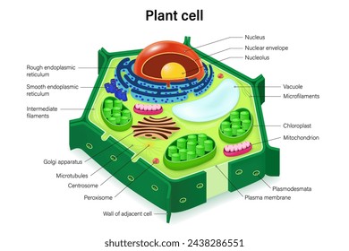 Pflanzenzellstruktur mit Organellen. In: Anatomy of Plant cell cross section. Zellbiologie. Nukleus, glattes und raues endoplasmatisches Retikulum, Golgi-Apparat, Mitochondrien und Chloroplast.