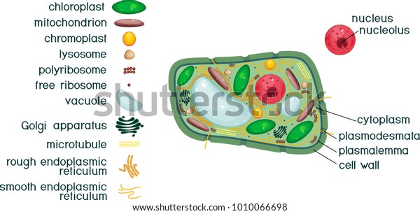 Plant Cell Structure Titles Different Organelles Stock Vector (Royalty ...