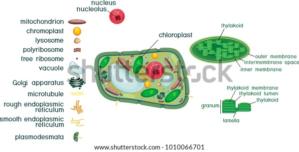 Plant Cell Structure Titles Different Organelles Stock Vector (royalty 