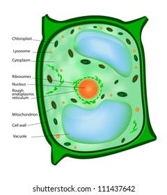 Plant Cell Structure. Vector.