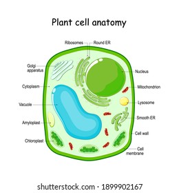 Cells Plant High Res Stock Images Shutterstock